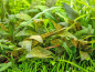 Preview: Purpurwasserkelch - Cryptocoryne purpurea in vitro